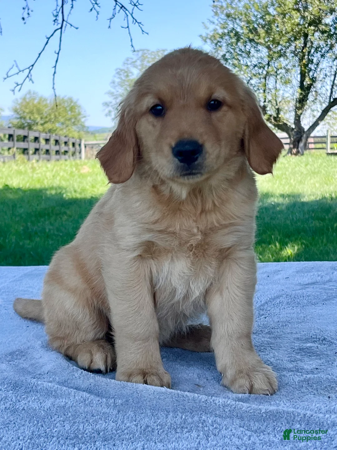 Golden Retriever dogs for sale: Indy - Ad 1