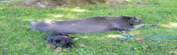 Cane Corso dogs for sale: Jean Gray - Ad 7