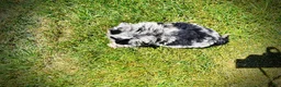 Havapoo dogs for sale: Indy - Ad 9