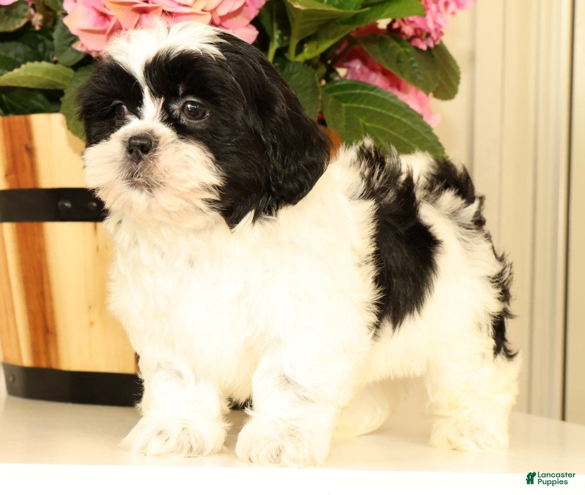Malshi dogs for sale: Manny - Ad 7