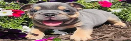 English Bulldog dogs for sale: Blue Boy  - Ad 1