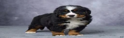 Bernese Mountain Dog dogs for sale: Carson - Ad 5