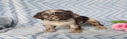 English Cocker Spaniel dogs for sale: Beau - Ad 2