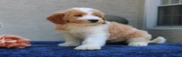 Goldendoodle dogs for sale: Dolly  - Ad 3