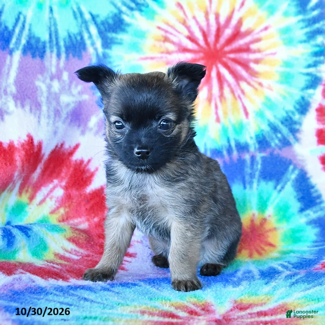 Mixed Breed dogs for sale: Milo - Ad 1