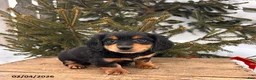 Miniature Dachshund dogs for sale: Mascot - Ad 2