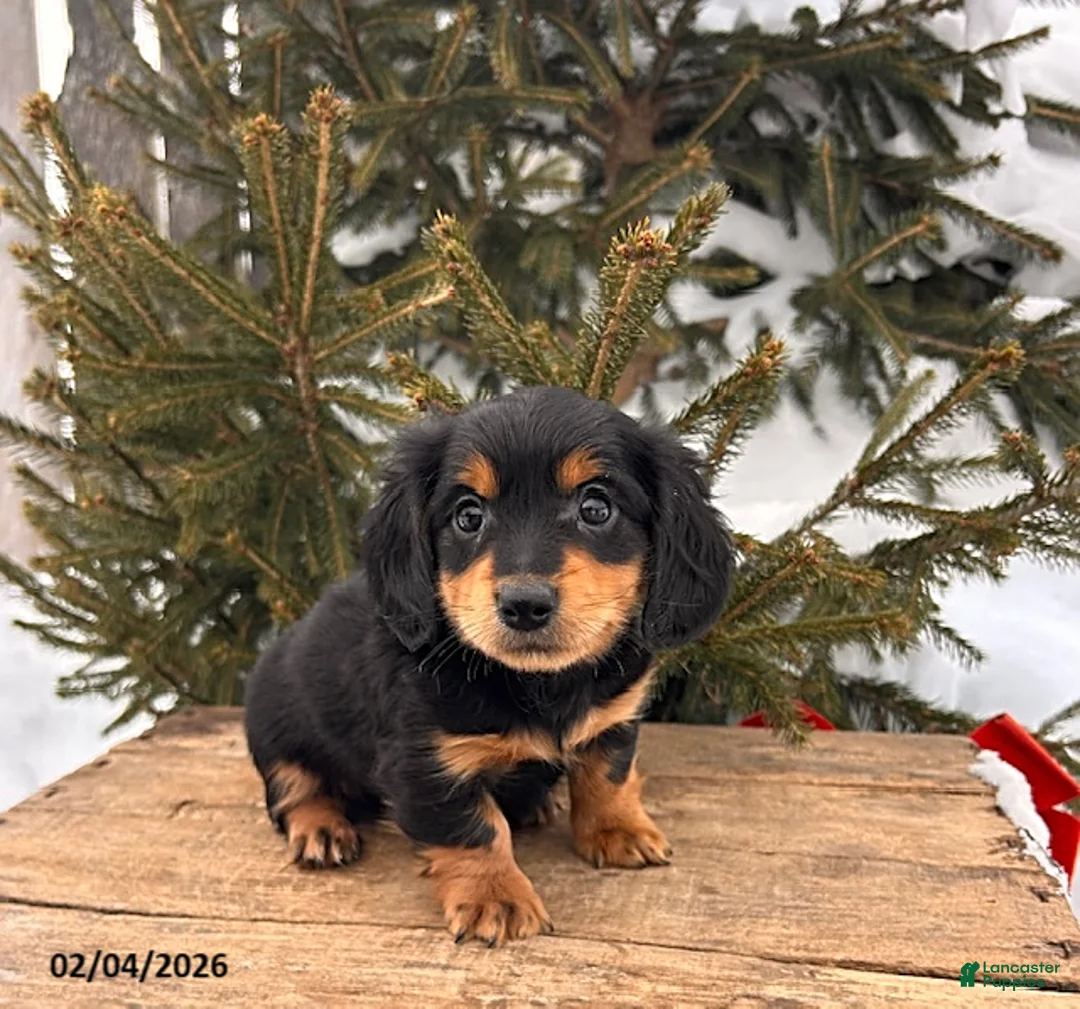 Miniature Dachshund dogs for sale: Mascot - Ad 2