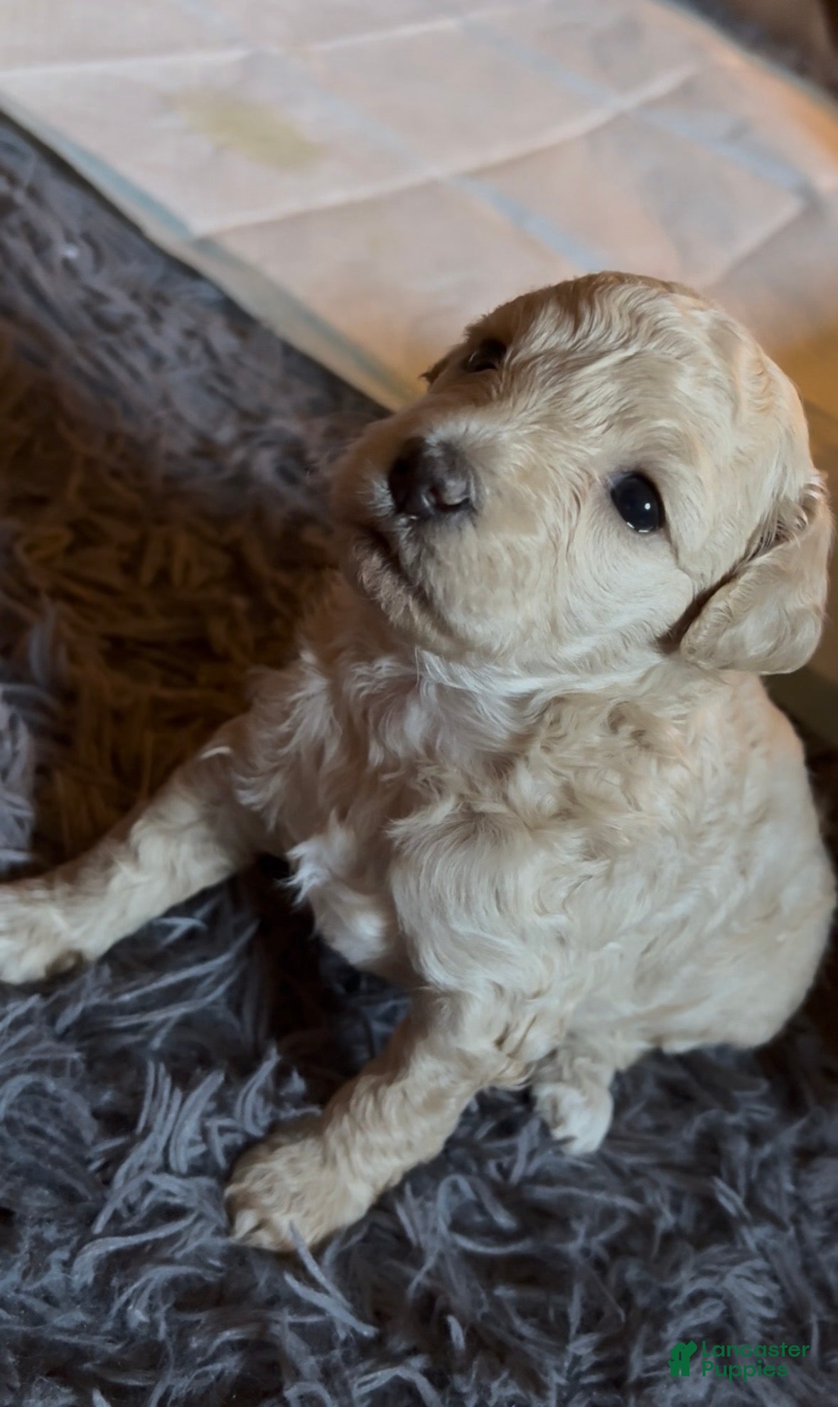 Maltipoo dogs Maltipoo Puppy 1 - Ad 18