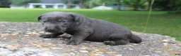 Labrador Retriever dogs for sale: Archie - Ad 3