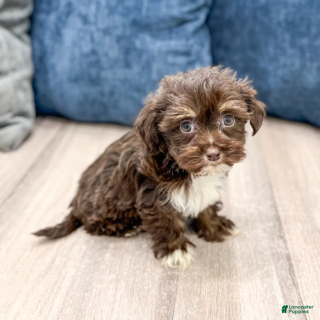 Havanese dogs for sale: Alexa - Ad 2