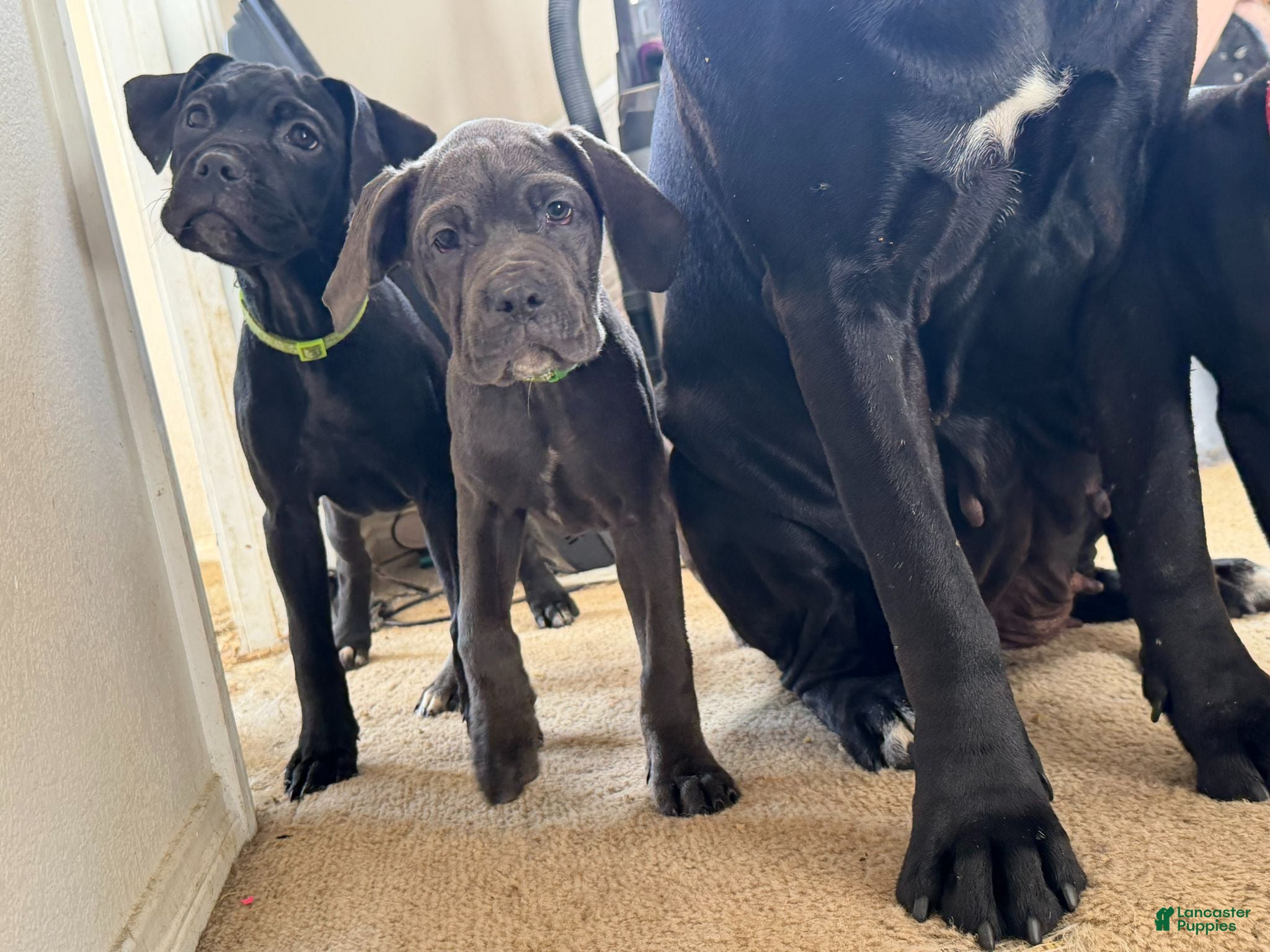 Cane Corso dogs Cane Corso 9 - Ad 1