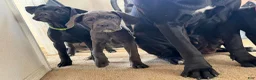 Cane Corso dogs for sale: Cane Corso 9 - Ad 1