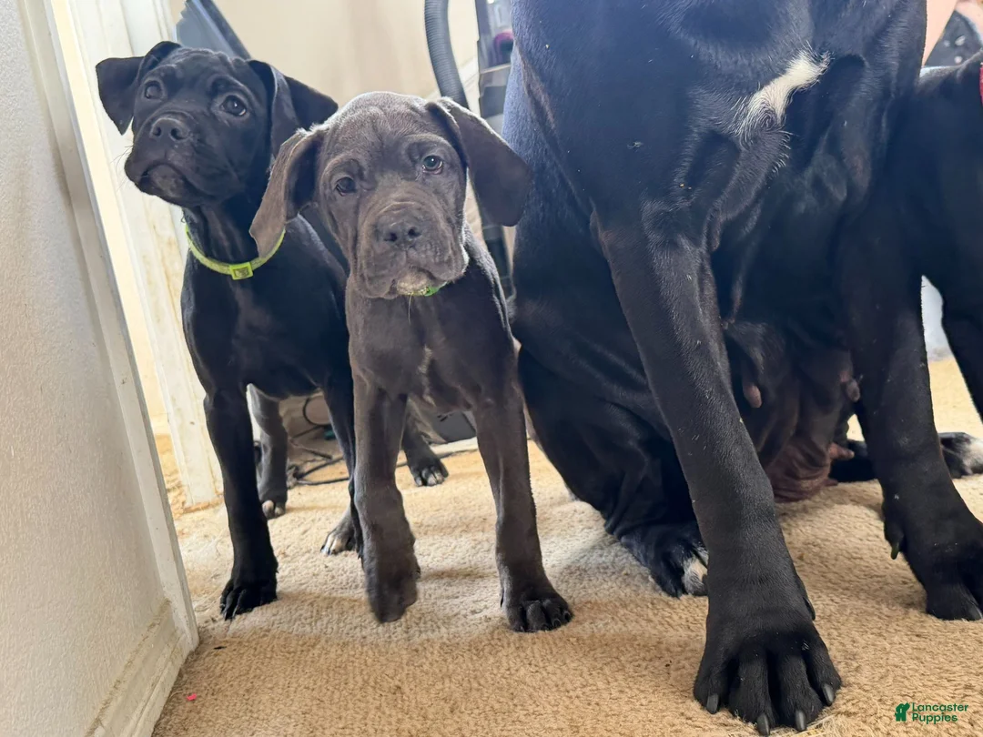 Cane Corso dogs for sale: Cane Corso 9 - Ad 1