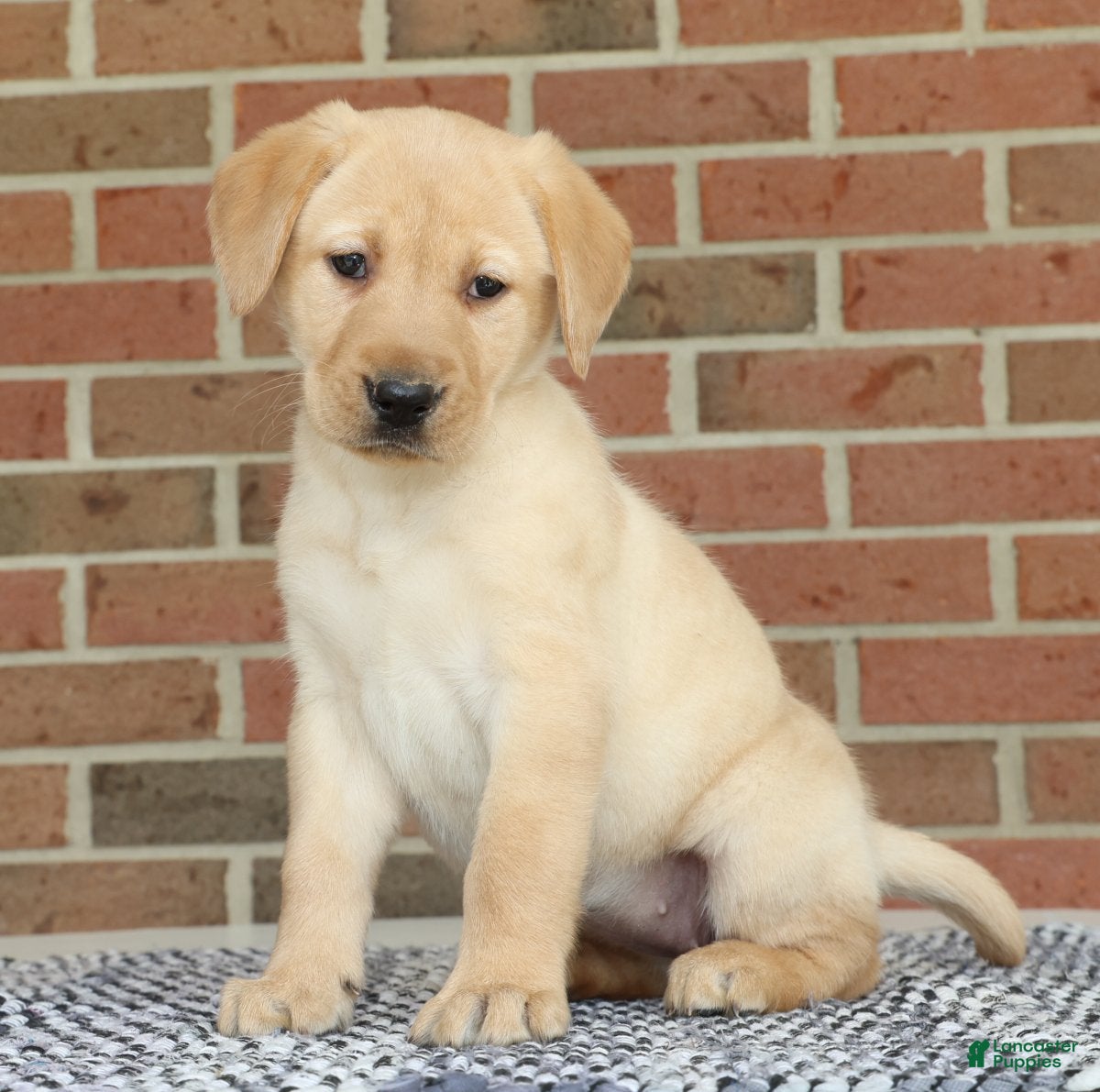 Labrador Retriever dogs Beth - Ad 1