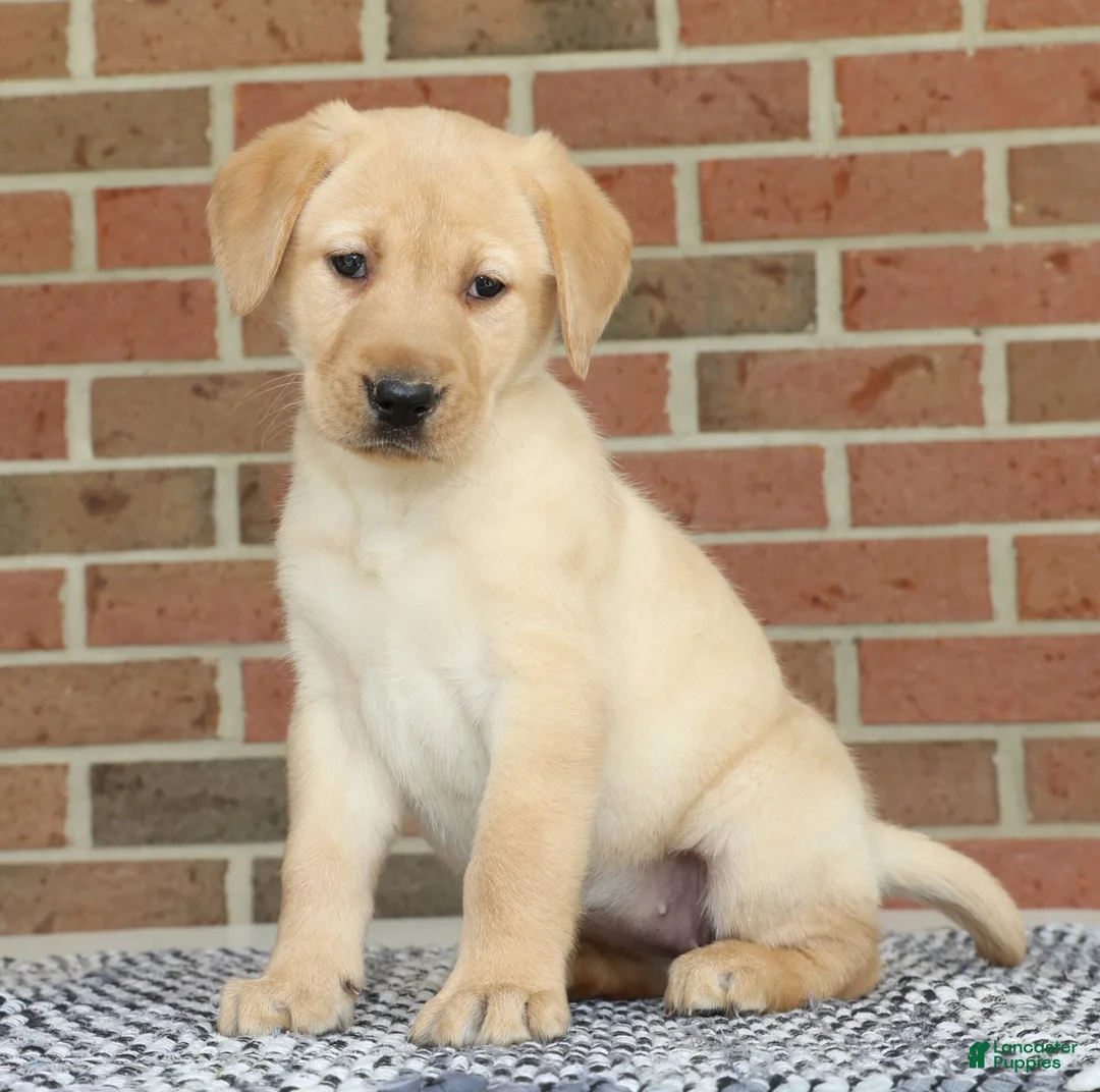 Labrador Retriever dogs for sale: Beth - Ad 1