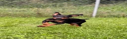 Doberman Pinscher dogs for sale: Zara - Ad 4