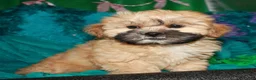 Shihpoo dogs for sale: Luke - Ad 4