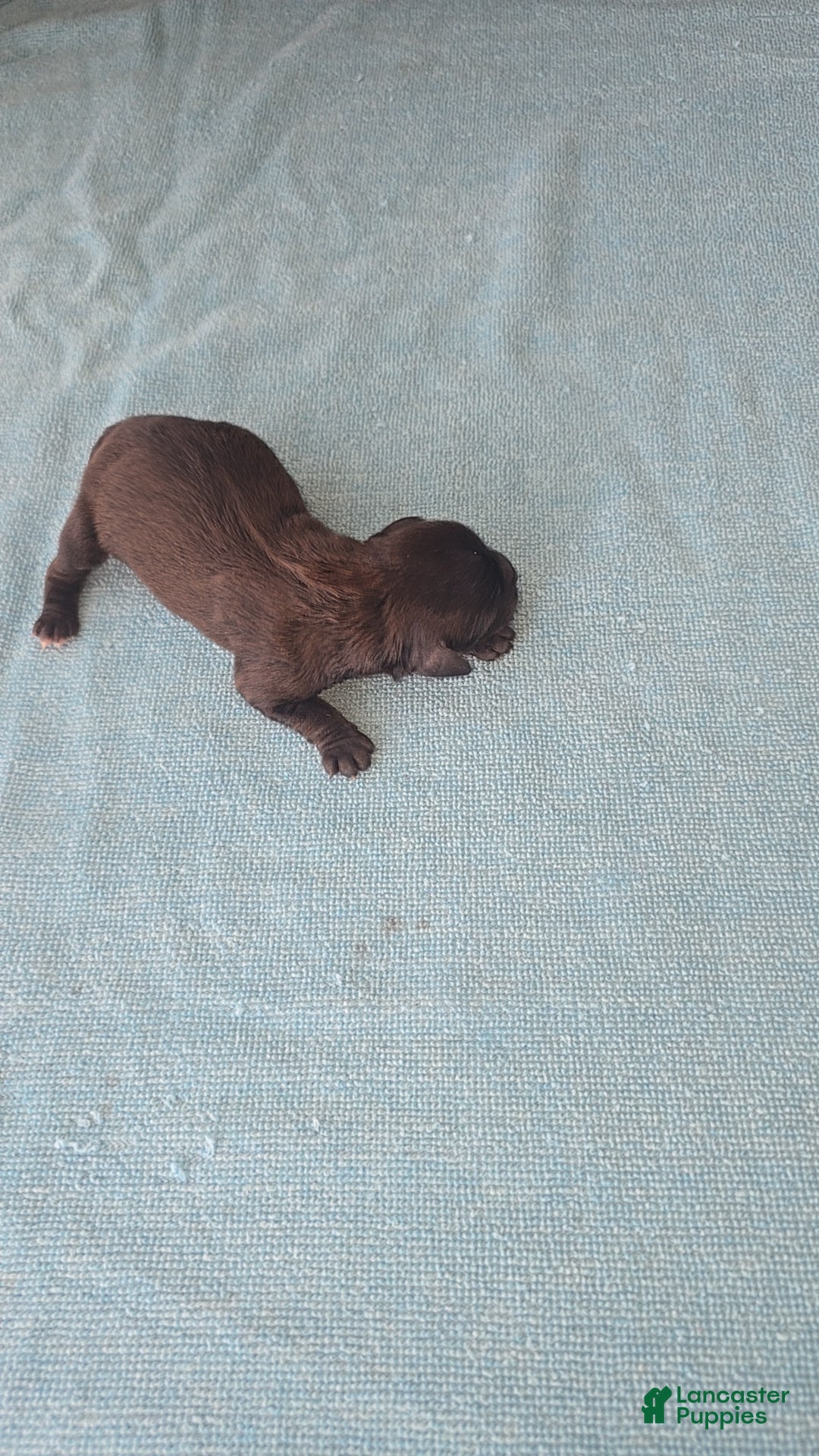 Mixed Breed dogs for sale: Tilly - Ad 6