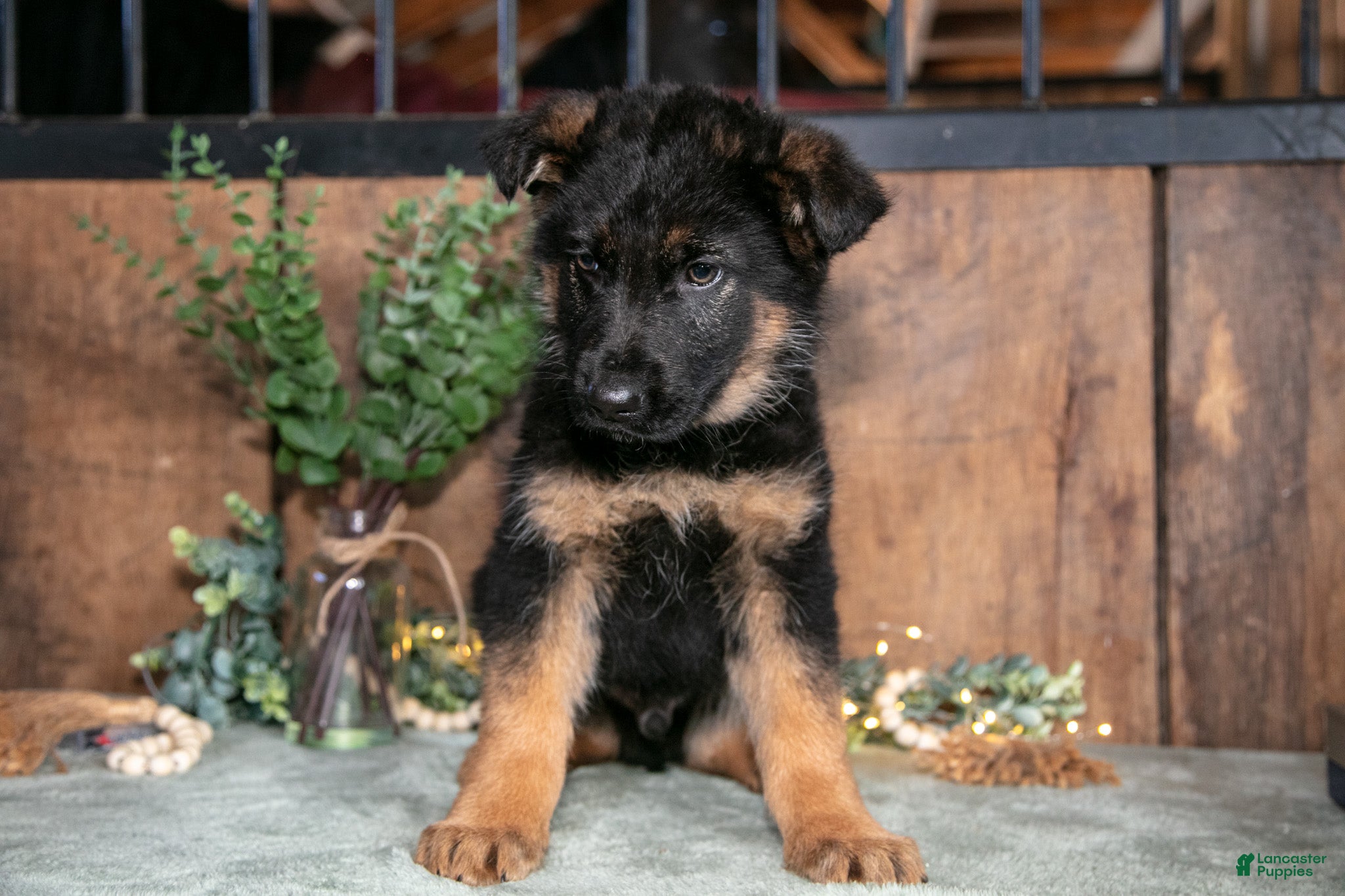 German Shepherd dogs Buster - Ad 2