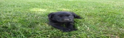 Labrador Retriever dogs for sale: Rose  - Ad 3