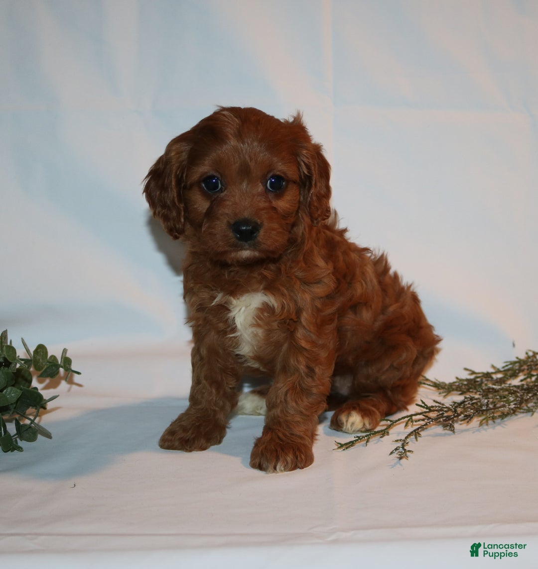 Cavapoo dogs for sale: Sally - Ad 10