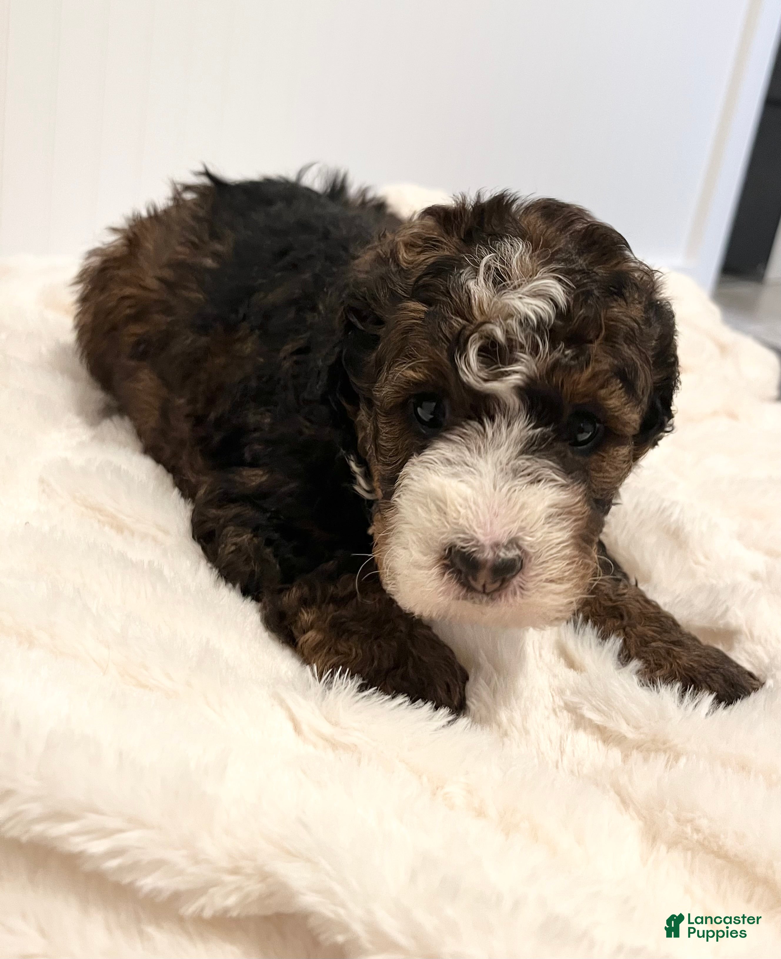 Mini Bernedoodle dogs Tessa - Ad 1