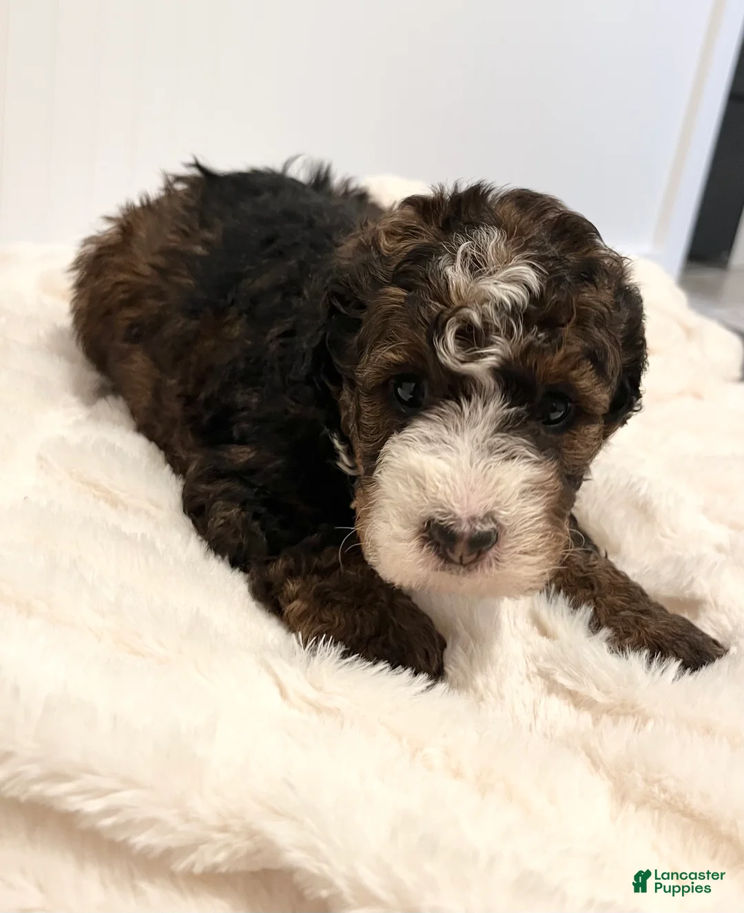 Mini Bernedoodle dogs for sale: Tessa - Ad 1