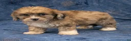 Havapoo dogs for sale: Dexter - Ad 3