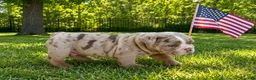 English Bulldog dogs for sale: Lover Boy - Ad 2