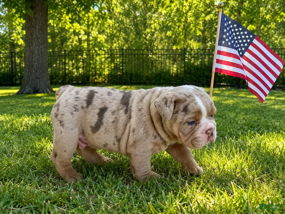 English Bulldog dogs for sale: Lover Boy - Ad 2