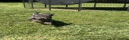 American Bully dogs for sale: Ace - Ad 2