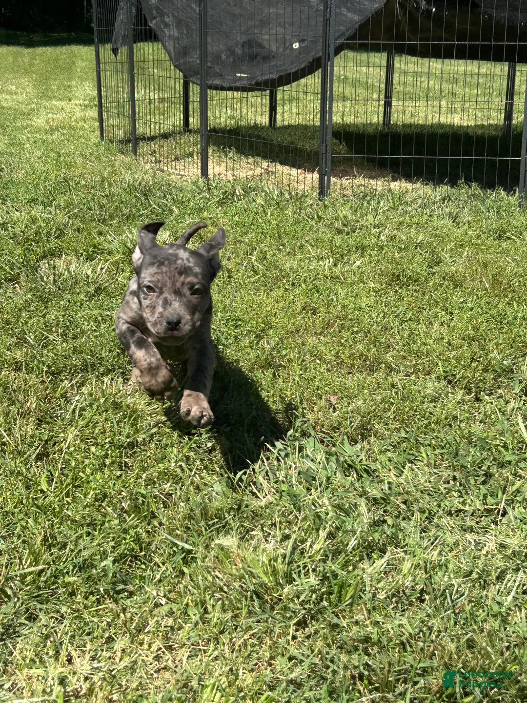 American Bully dogs for sale: Ace - Ad 2