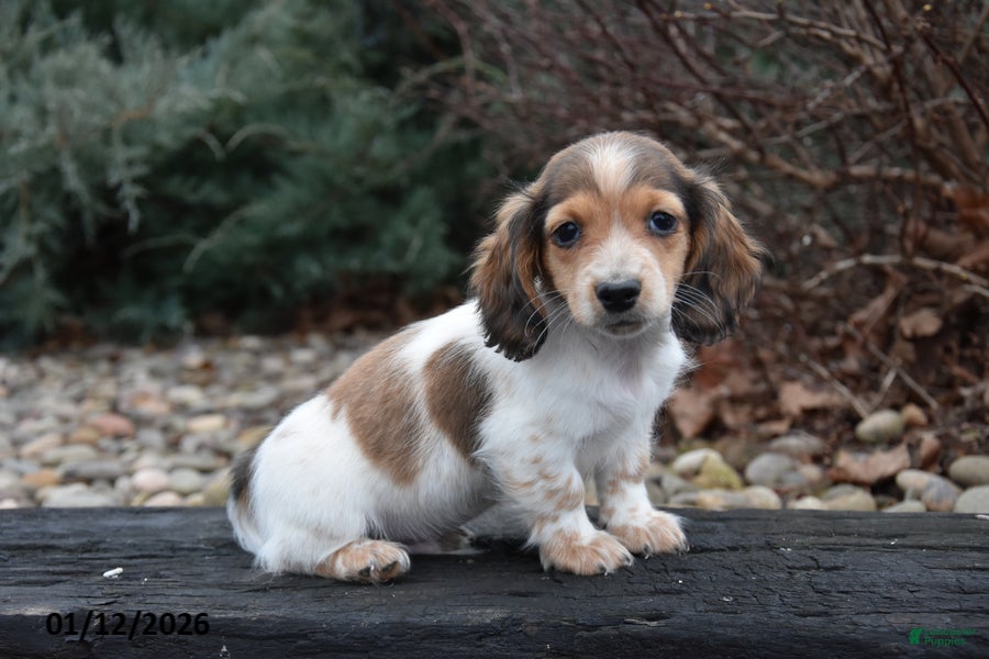 Miniature Dachshund dogs Simba - Ad 31