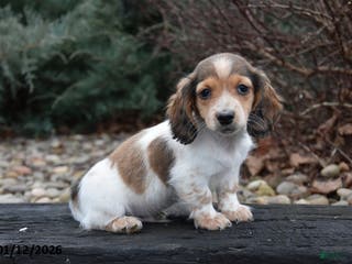 Miniature Dachshund dogs Simba - Ad 31