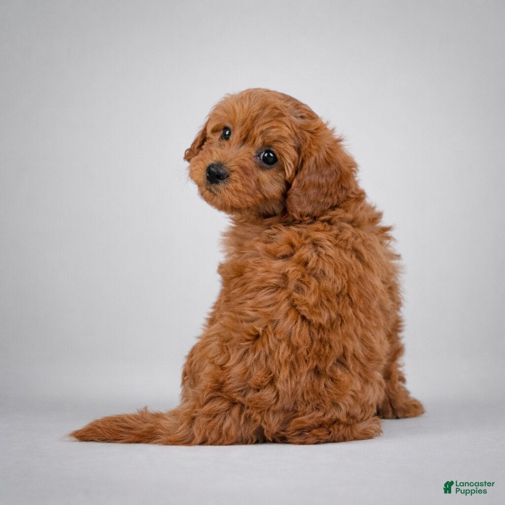 Cavapoo dogs Molly - Ad 2