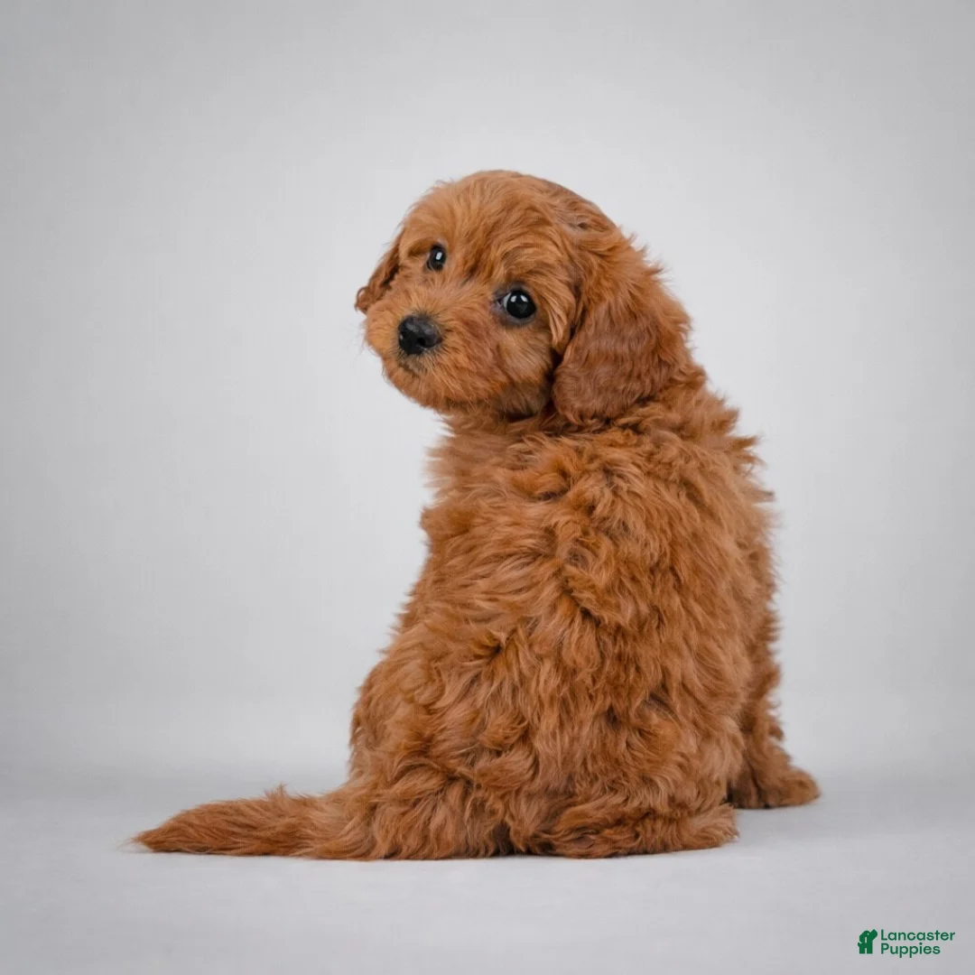 Cavapoo dogs for sale: Molly - Ad 2