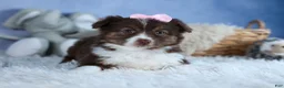 Miniature Australian Shepherd dogs for sale: ELLIE - Ad 10