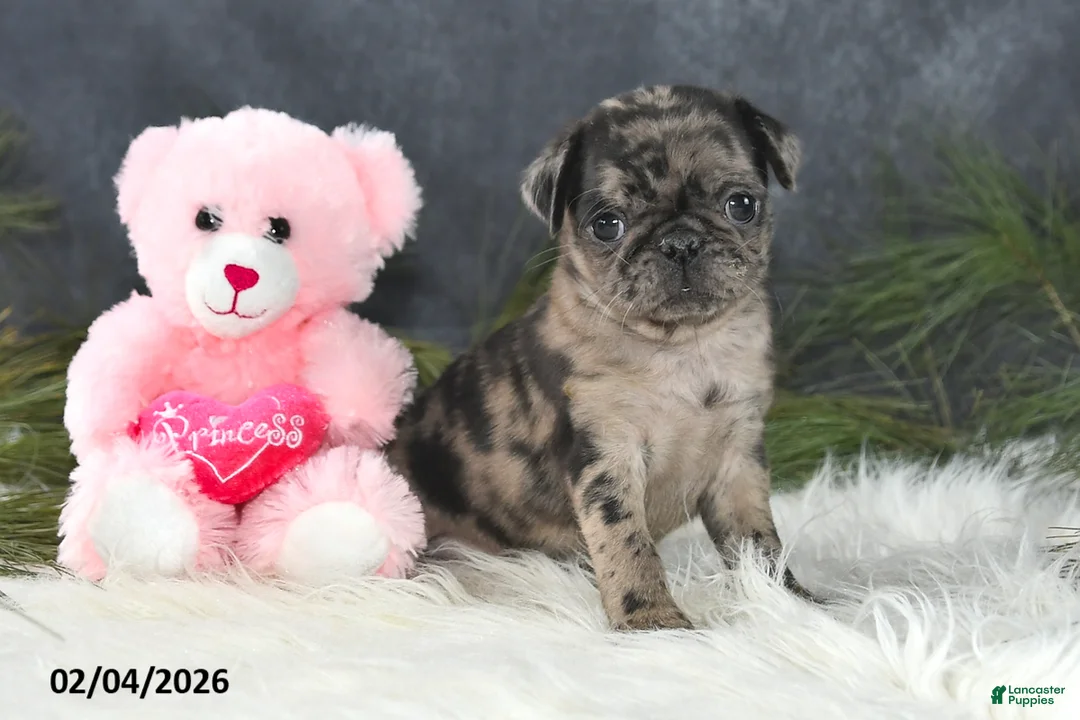 Pug dogs for sale: Danelle - Ad 1