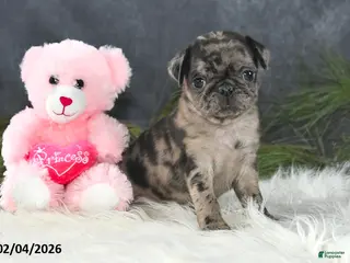 Pug dogs Danelle - Ad 11