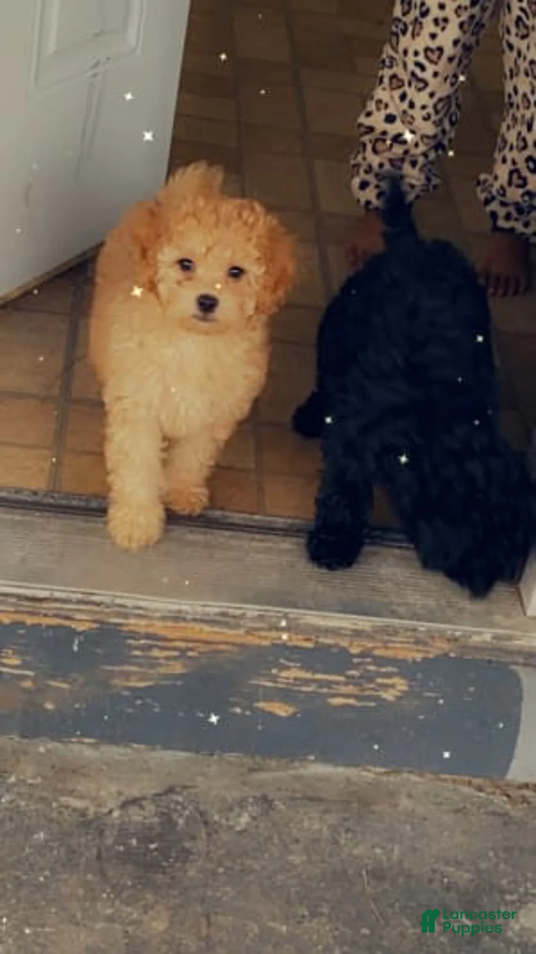 Gallery Image {{count}}