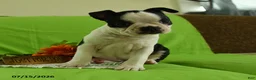 Boston Terrier dogs for sale: Vera - Ad 5