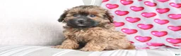 Shihpoo dogs for sale: Pumpkin - Ad 4
