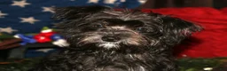 Morkie dogs for sale: Frank - Ad 21