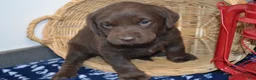 Labrador Retriever dogs for sale: Rascal - Ad 3