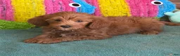 Labradoodle dogs for sale: Mini Labradoodle Tanzy - Ad 3