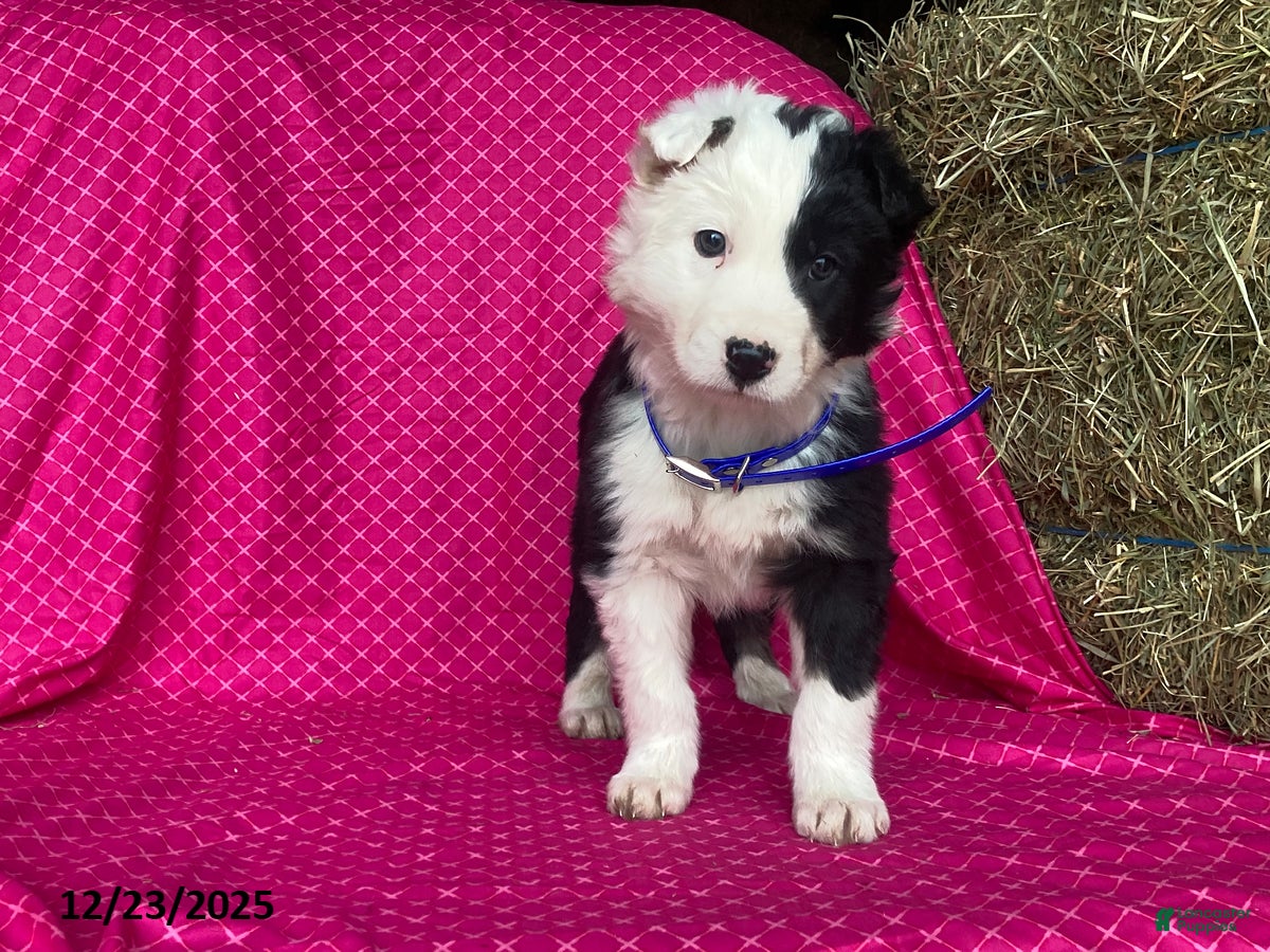 Mixed Breed dogs Gunner - Ad 36