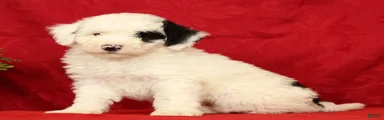 Buster