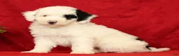 Mini Sheepadoodle dogs for sale: Buster - Ad 1