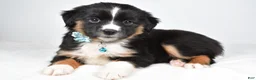 Miniature Australian Shepherd dogs for sale: Fern - Ad 5