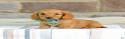 Miniature Dachshund dogs for sale: Opal - Ad 4